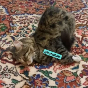 عکس شناخت من (آی هشینو)