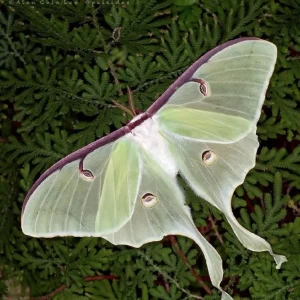 عکس بیوگرافیم