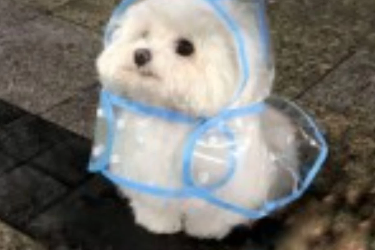 عکس فقط نگاه کن و بخند 😂