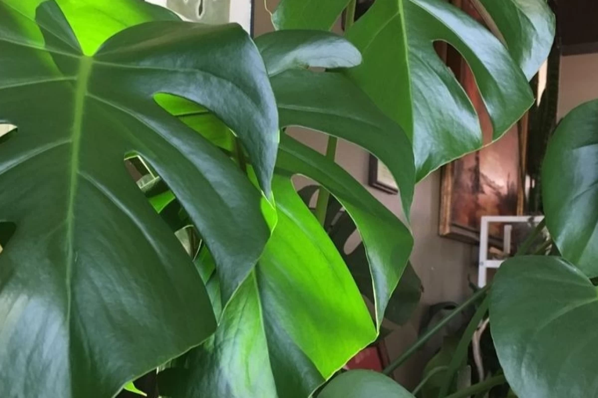 عکس علت زرد شدن گیاهان چیست؟