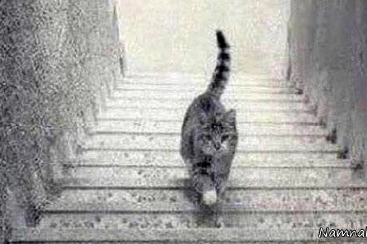 عکس چند پدیده جالب که کاملاً باهاشون گول می‌خوریم