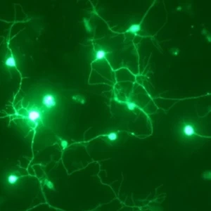 عکس پلاستیک‌های رسانا: تحولی در ادوات الکترونیکی انعطاف‌پذیر
