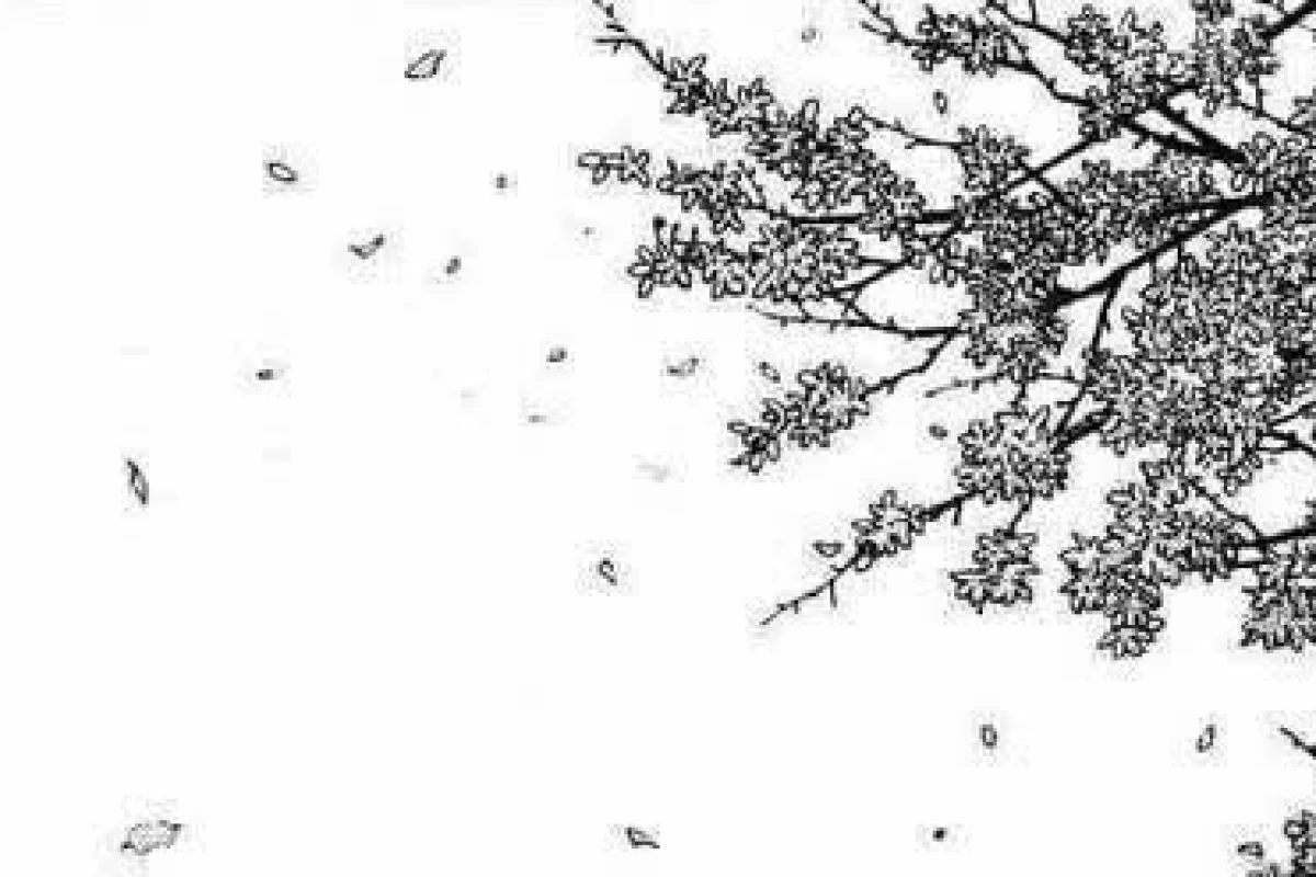 عکس من یه بانگو فنم !