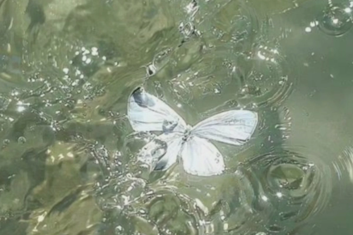 عکس قراره بری تفریح[شانسی۲]