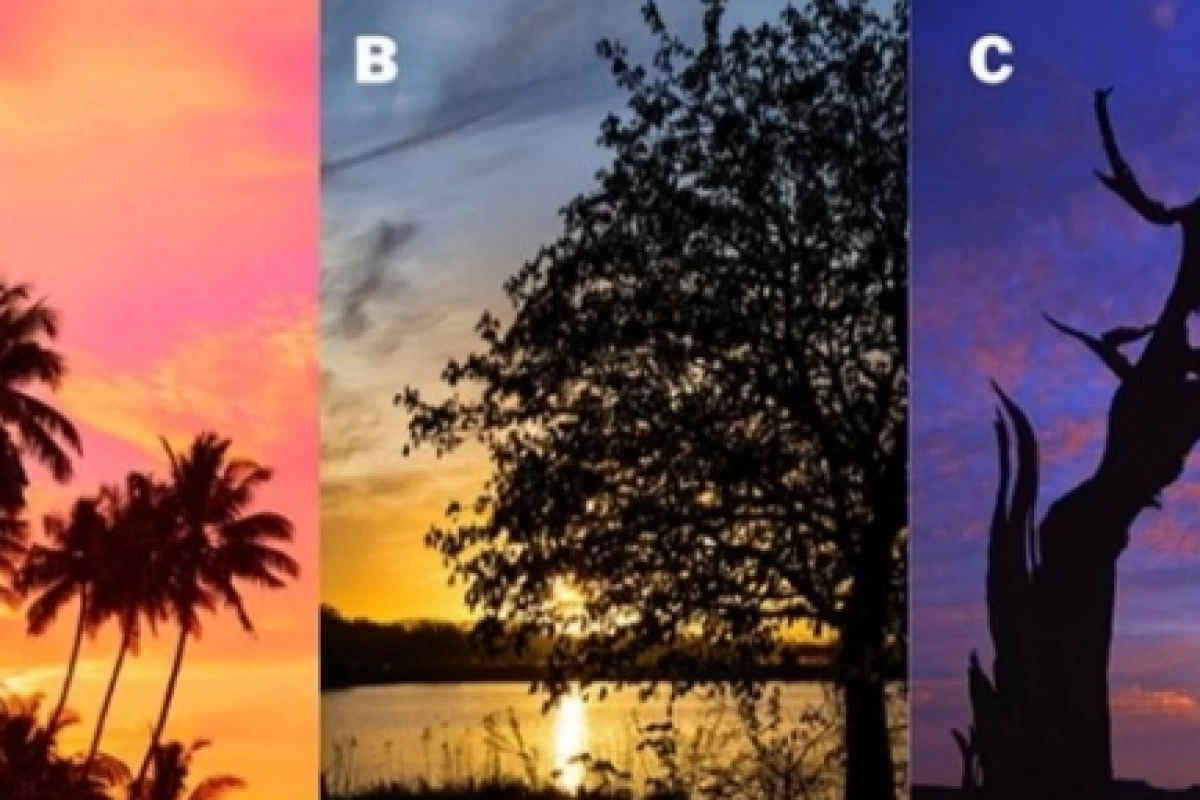 عکس یک درخت هنگام غروب آفتاب انتخاب کنید.