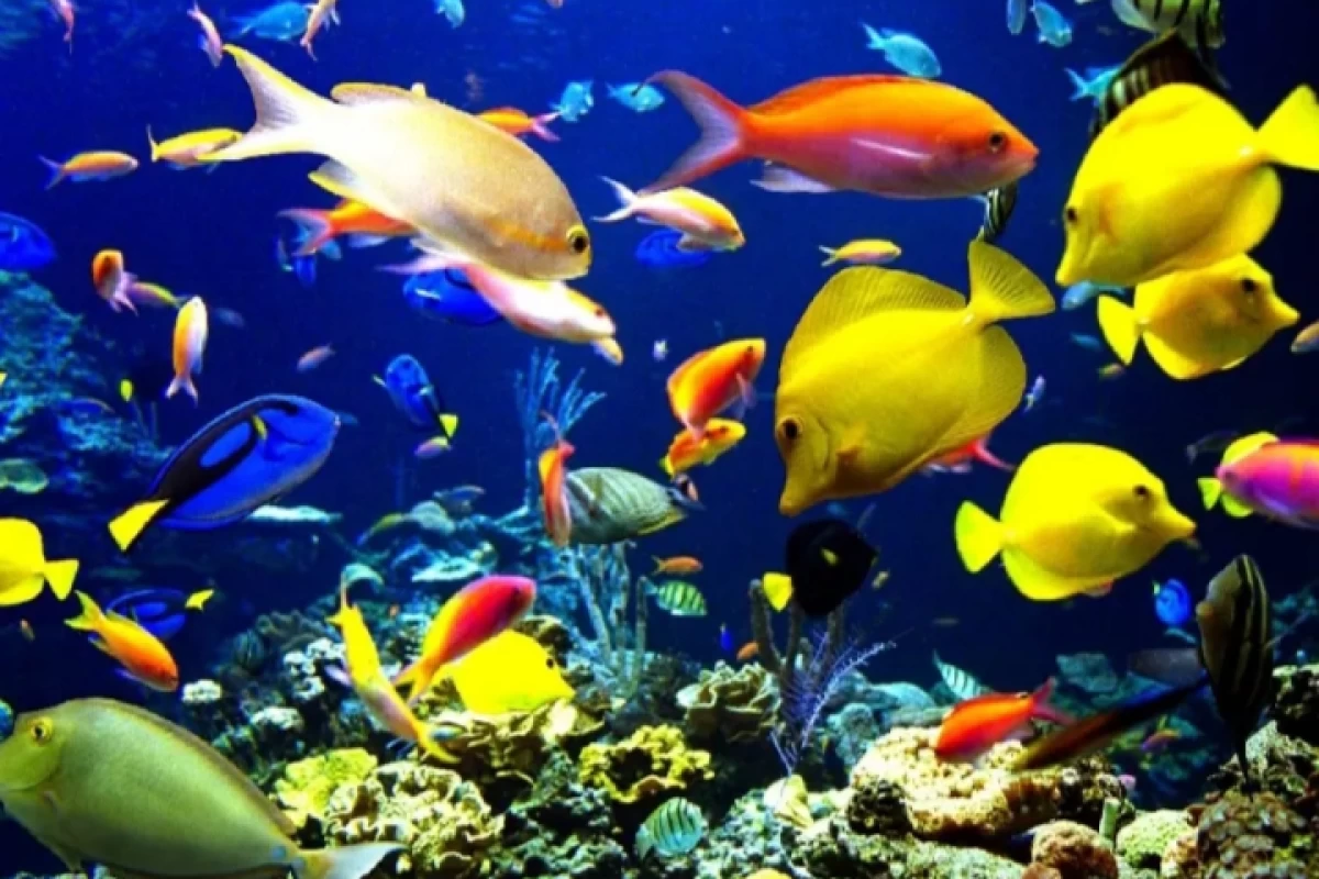 عکس آیا ماهی ها میخوابند؟