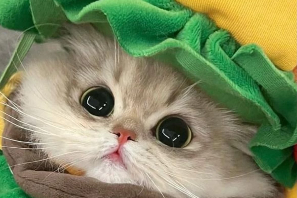 عکس فقط نگاه کن و بخند 😂(پارت 3)