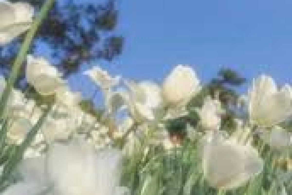 عکس روانشناسی های رنگ سفید