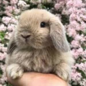 چرا پست هامون نمیره تستچی