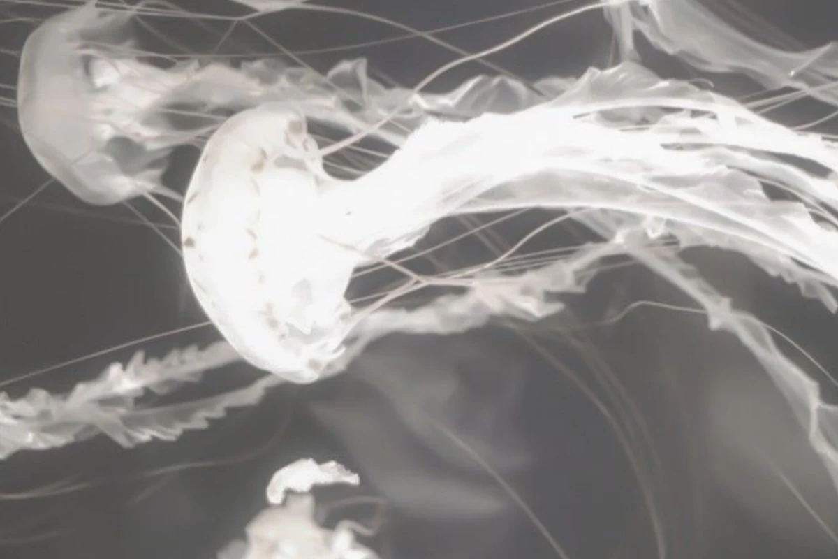 عکس بیوگرافی سوزی (بازیگر‌خواننده)