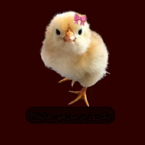 عکس یک روز در سرزمین شاینا؟!