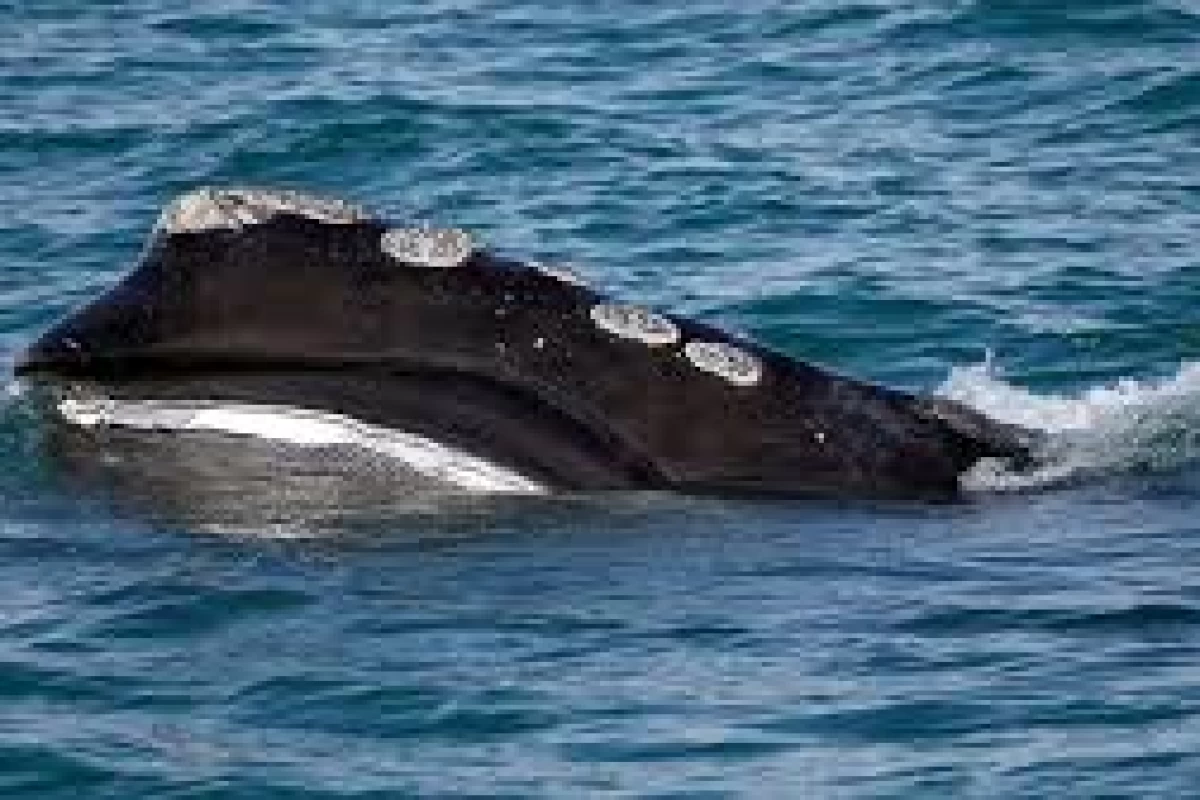 عکس اگه نهنگ قورتت بده، چه بلایی سرت میاد؟