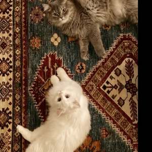 عکس "عشق‌به‌سبک‌ویولت‌و‌اسکار"