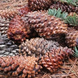 عکس کاج قابل خوردن!