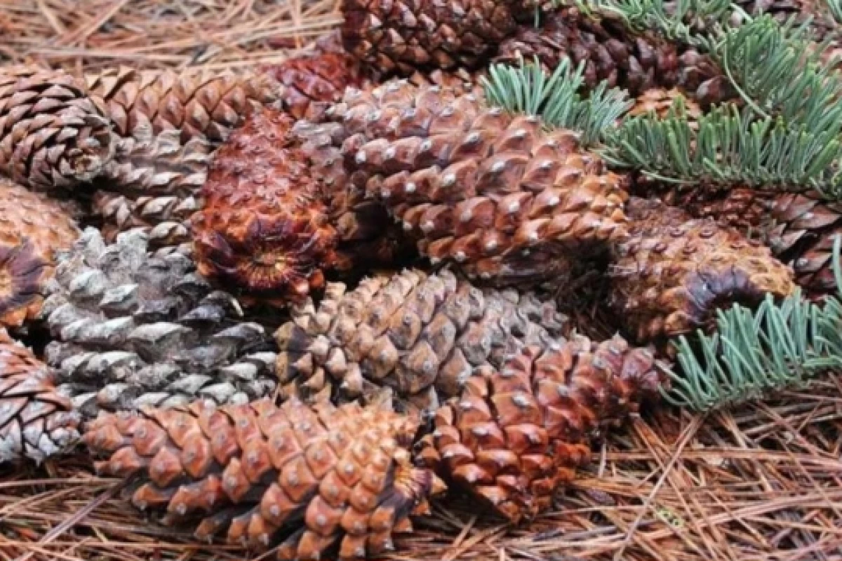 عکس کاج قابل خوردن!