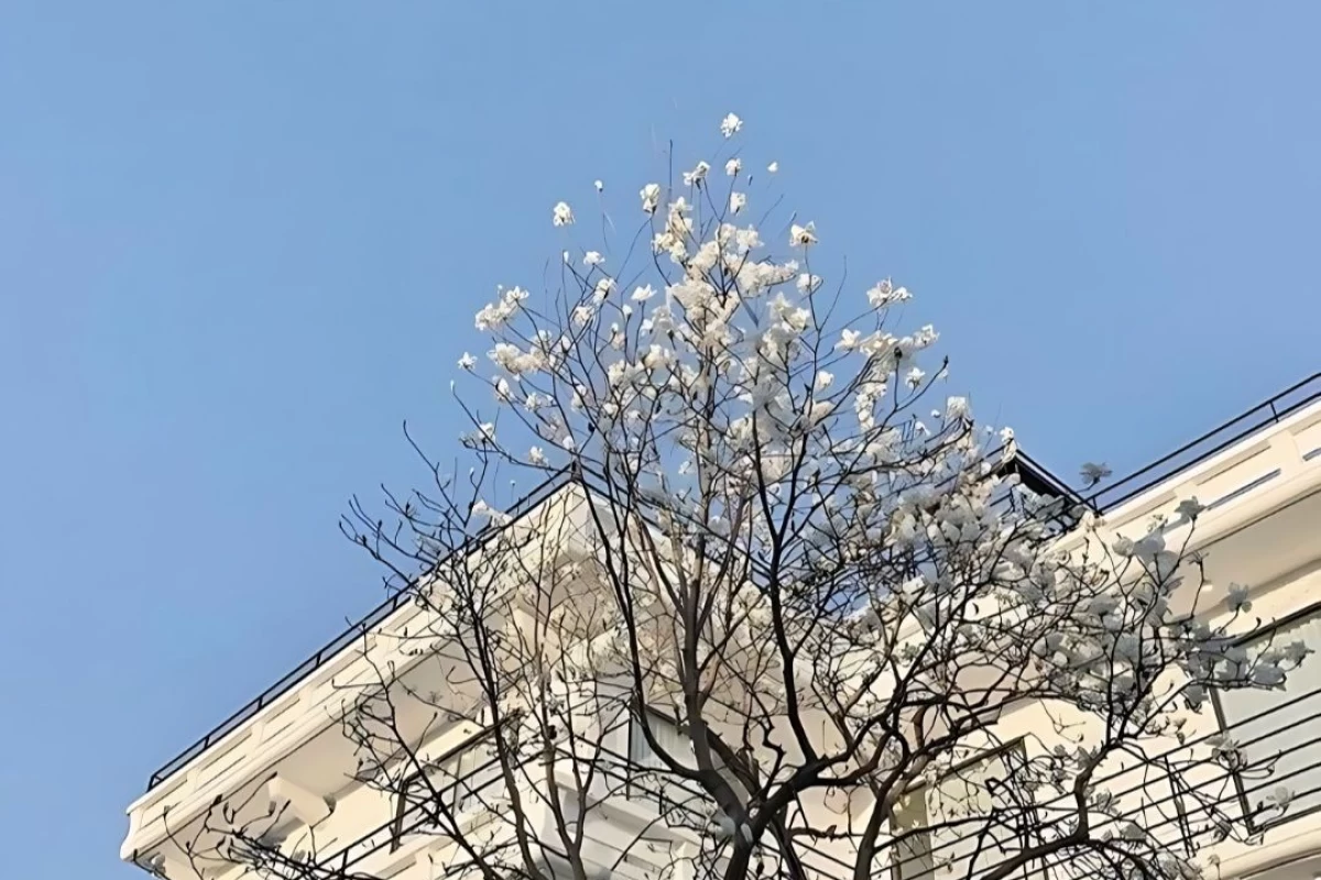 عکس معرفی چند انیمه در ژانر درام