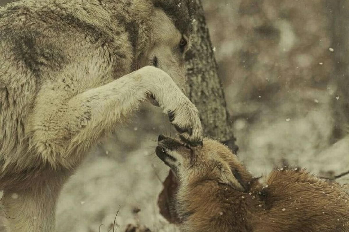 عکس میم از حیوانات(دست‌ساز)