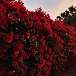 عکس لوئی☆¡