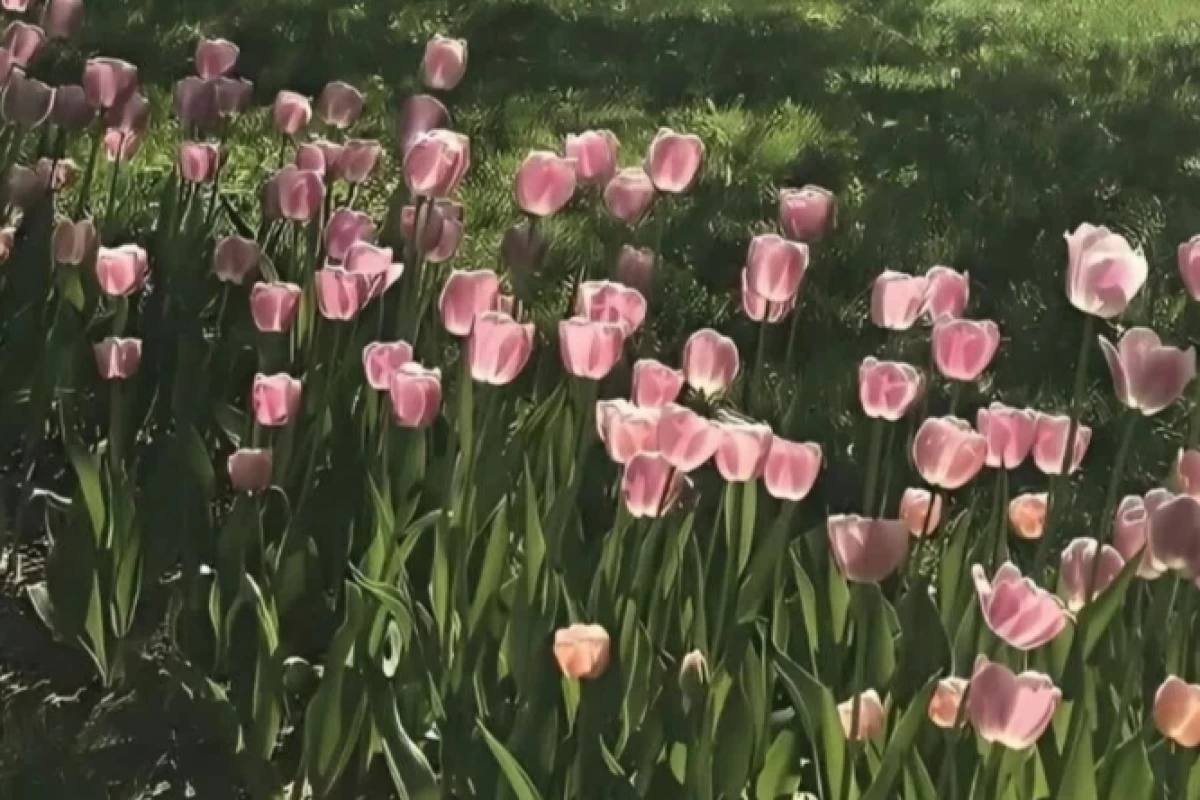 عکس تولدی دیگر(از فروغ فرخزاد)