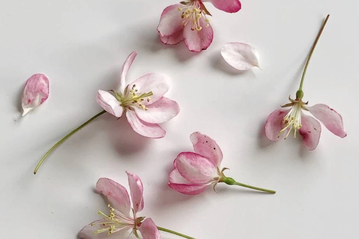 عکس 🩰: توییت کیپاپ