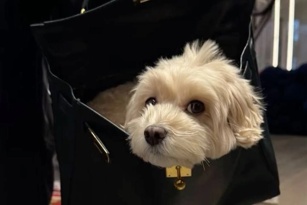 عکس توییت های حق