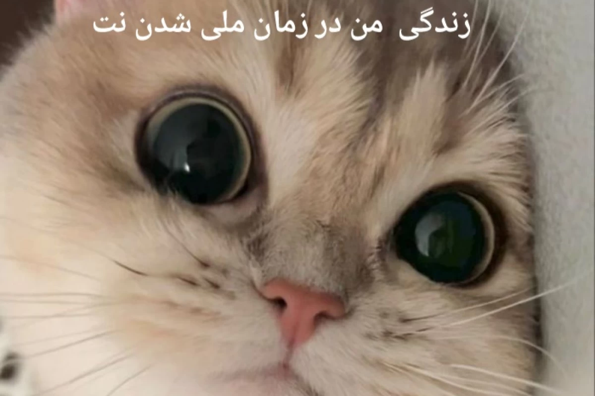 عکس وضعیت زندگی من  در زمانی که نت ملی شد