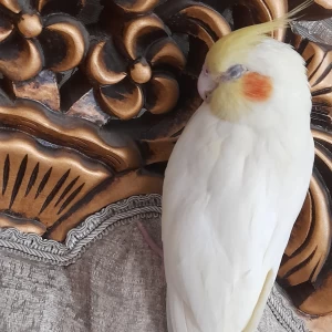 عکس تو این مدت به دانشجو چه گذشت💅🤭