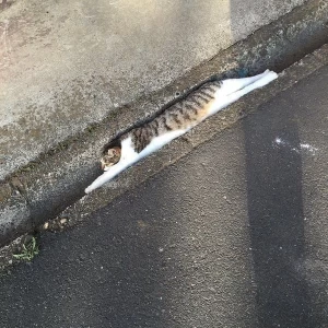 عکس چند تا جوک