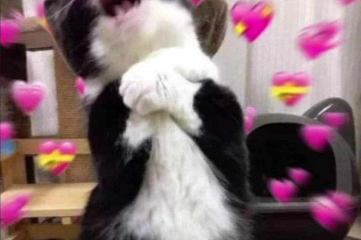 عکس چند تا جوک