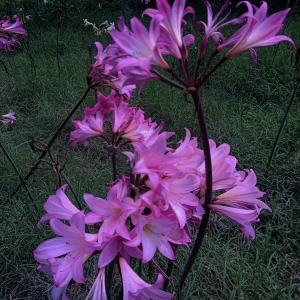 عکس افسانه...