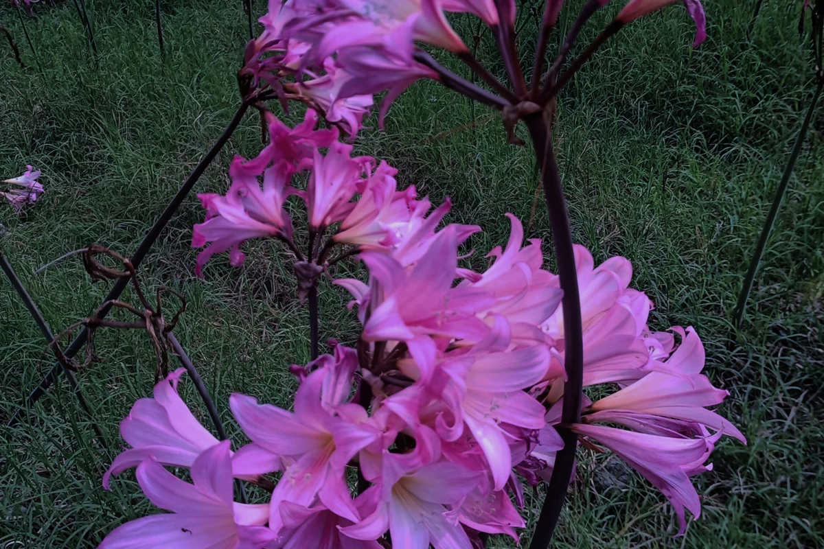 عکس افسانه...