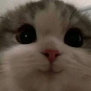 عکس محتوای فاخر توییتر از نظر خودم