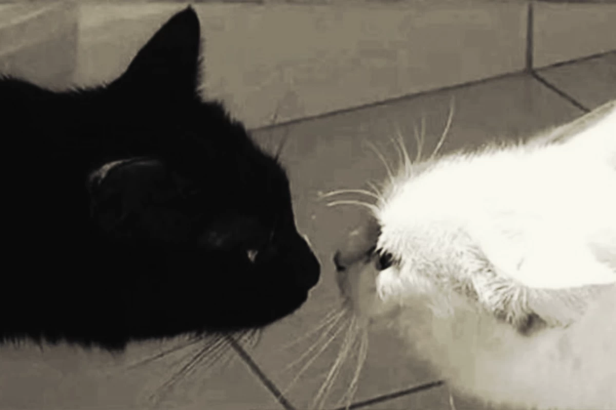 عکس کتاب جنایی؟