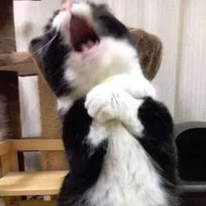 عکس 🍿شخصیت های مهم میراکلس اگه نبودن!!!