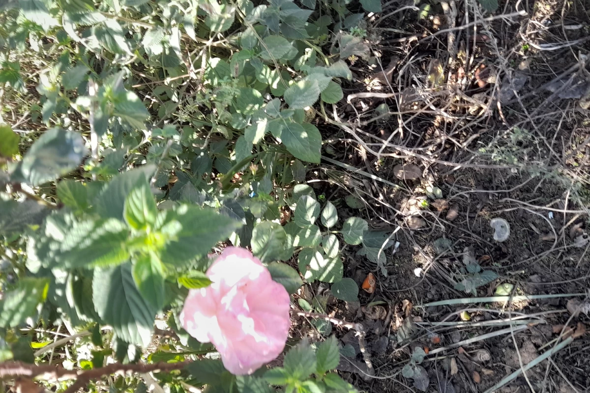 عکس تاریخ ایران پارت ۲_هخامنشیان