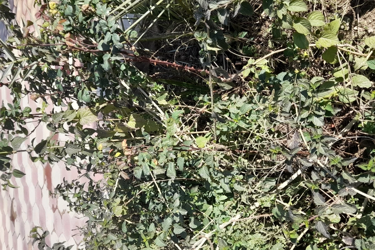 عکس تاریخ ایران پارت ۳:سلوکیان