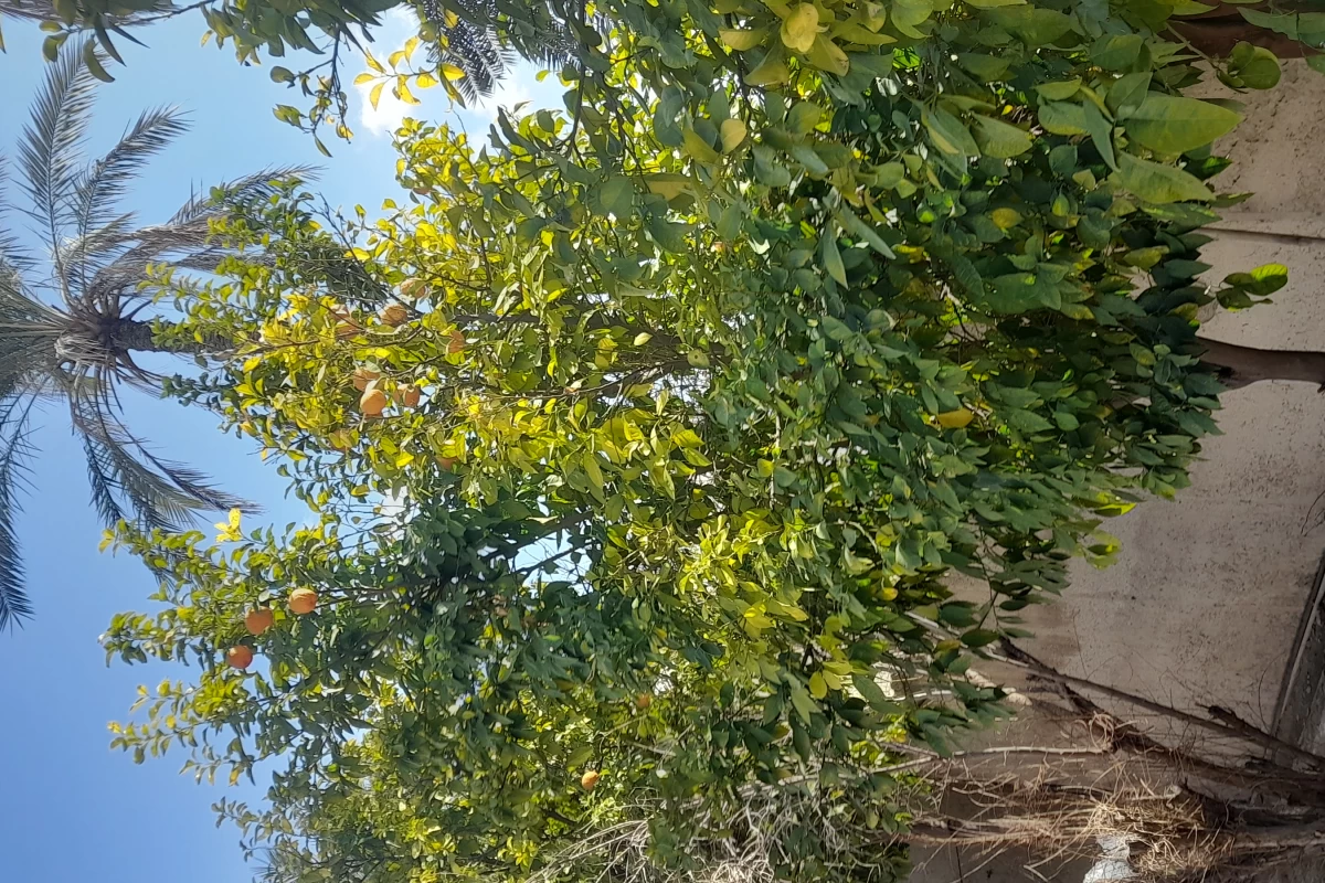 عکس تاریخ ایران پارت ۵_ساسانیان