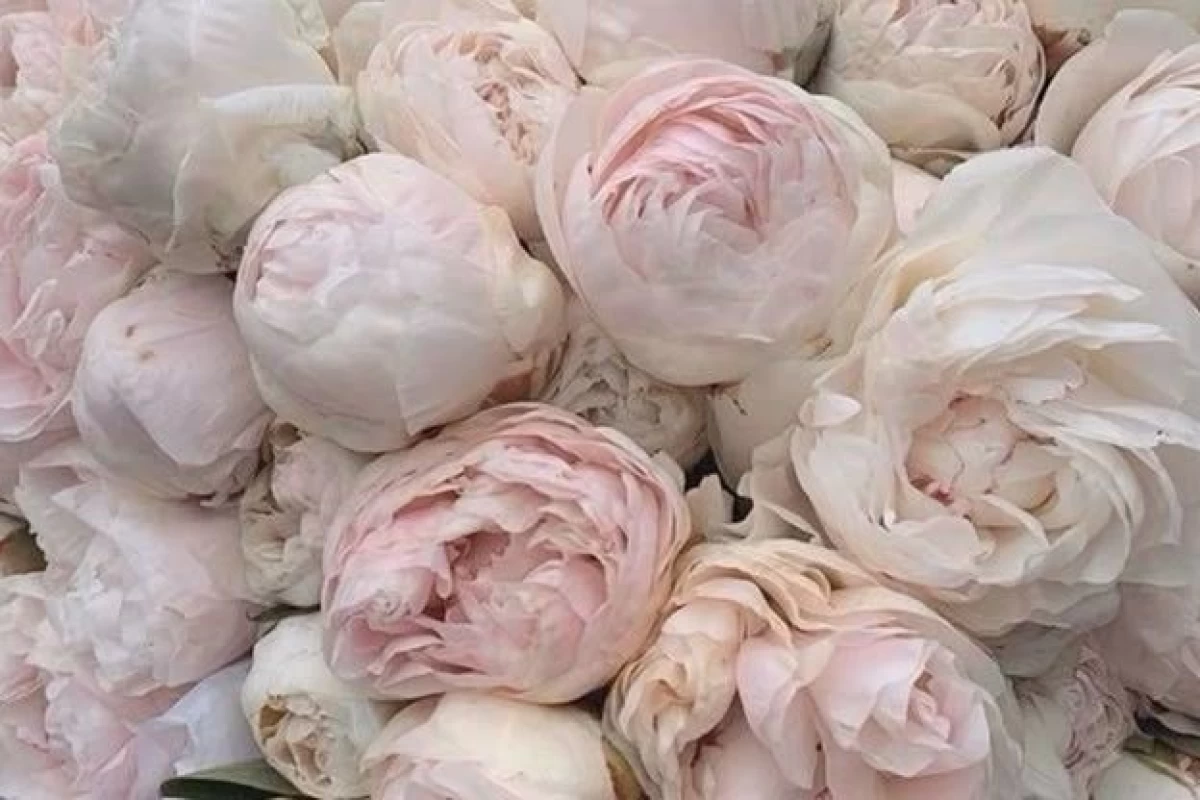 عکس یک روز با امارا