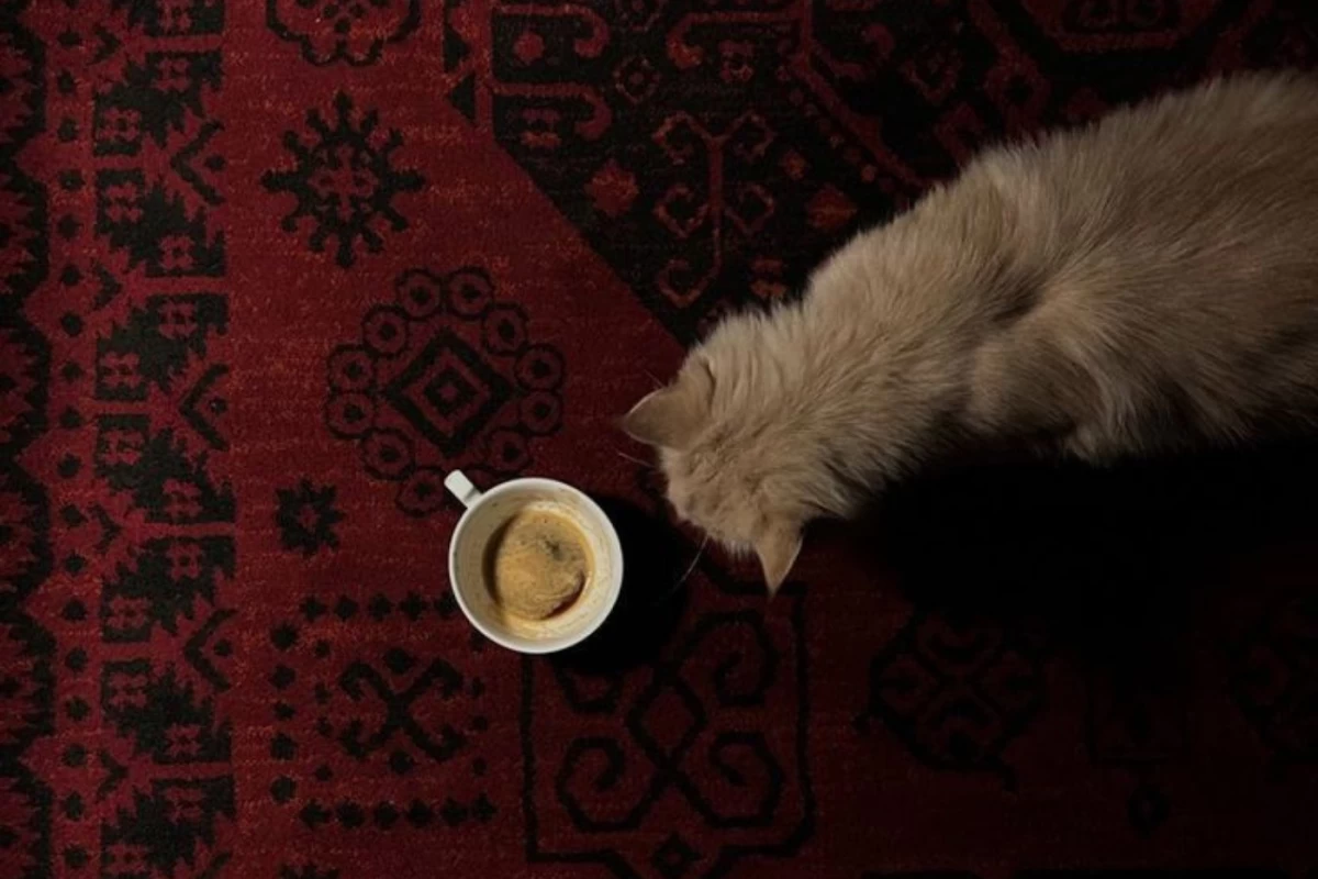 عکس سیرک سایه ها ۵