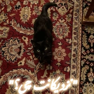 عکس "نزدیکانت چی؟"