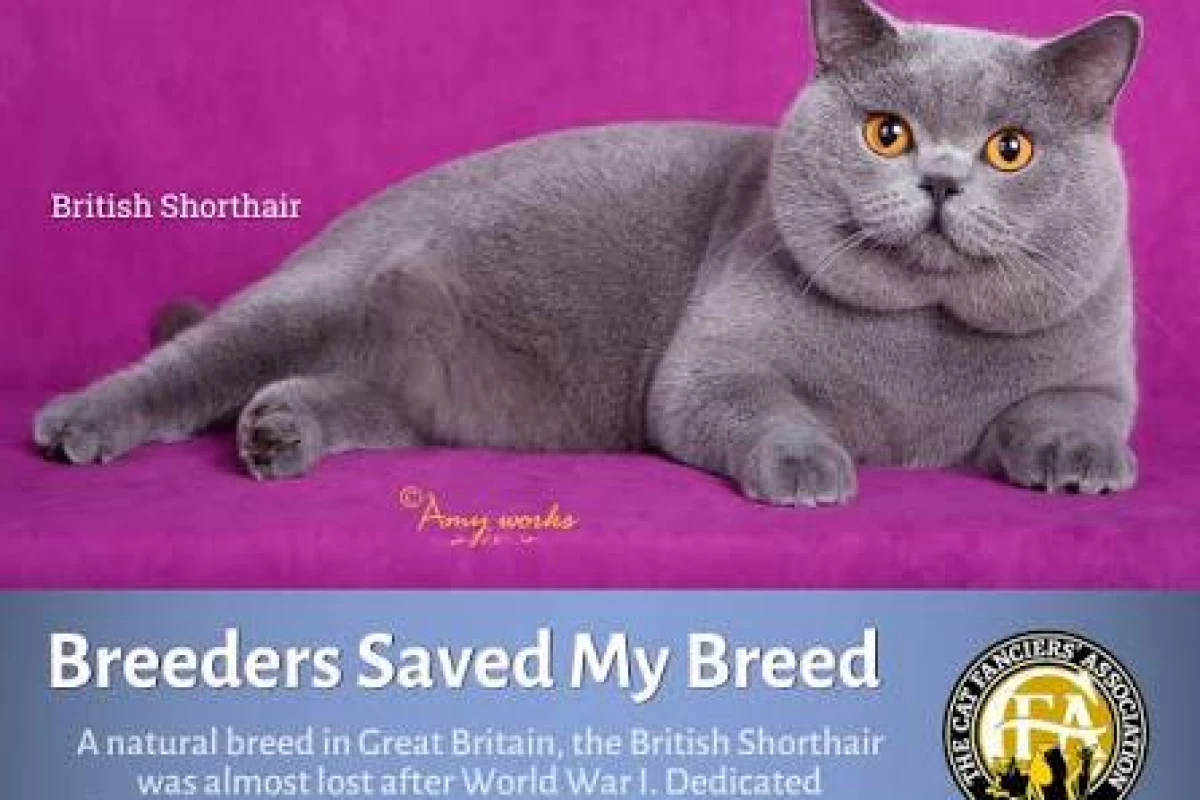 عکس CFA انجمن دوستداران گربه