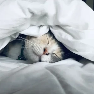 عکس خواب چیست؟