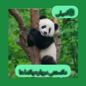 عکس دانستنی درباره پاندا ها