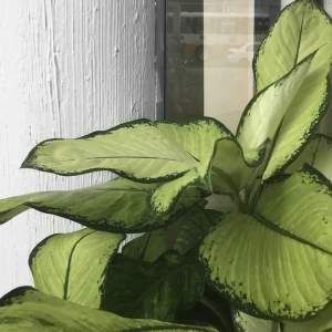 عکس لکه‌های قهوه‌ای روی برگ گیاه نشانه چیست؟