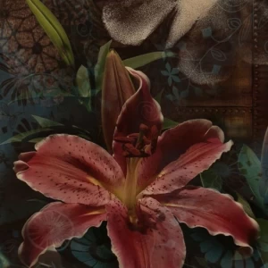 عکس گل همیشه بهار من