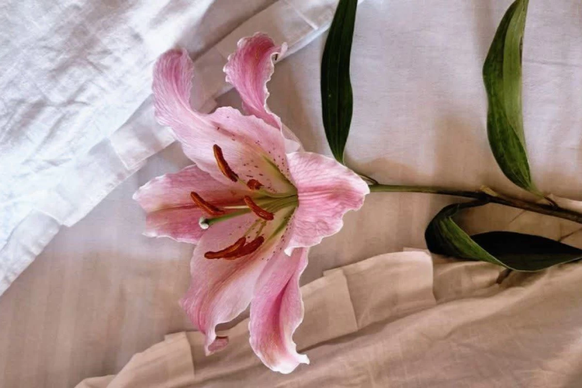 عکس سخن بزرگان