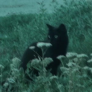 معرفی رمان های معروف نشر داهی