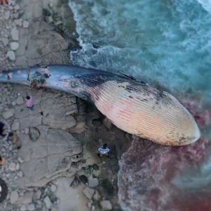 عکس راز خودکشی نهنگ‌ها؛ واقعیت یا سوء‌تفاهم علمی؟