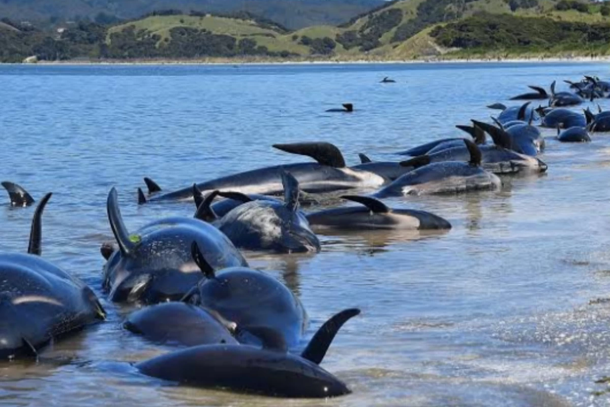 عکس راز خودکشی نهنگ‌ها؛ واقعیت یا سوء‌تفاهم علمی؟