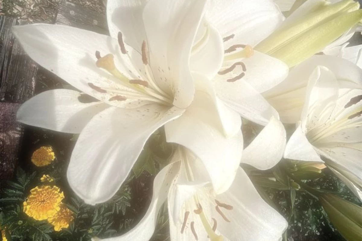 عکس بیوگرافی من.